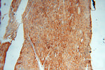 EMILIN1 Antibody in Immunohistochemistry (Paraffin) (IHC (P))