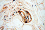 EMILIN1 Antibody in Immunohistochemistry (Paraffin) (IHC (P))