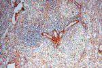 EMILIN1 Antibody in Immunohistochemistry (Paraffin) (IHC (P))