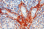 EMILIN1 Antibody in Immunohistochemistry (Paraffin) (IHC (P))