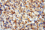 EMILIN1 Antibody in Immunohistochemistry (Paraffin) (IHC (P))