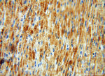 EMILIN1 Antibody in Immunohistochemistry (Paraffin) (IHC (P))