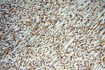 EMILIN1 Antibody in Immunohistochemistry (Paraffin) (IHC (P))