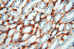 EMILIN1 Antibody in Immunohistochemistry (Paraffin) (IHC (P))