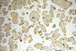 EMILIN1 Antibody in Immunohistochemistry (Paraffin) (IHC (P))