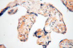 EMILIN1 Antibody in Immunohistochemistry (Paraffin) (IHC (P))