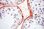 EMILIN1 Antibody in Immunohistochemistry (Paraffin) (IHC (P))