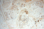 EMILIN1 Antibody in Immunohistochemistry (Paraffin) (IHC (P))