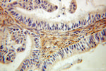 EMILIN1 Antibody in Immunohistochemistry (Paraffin) (IHC (P))