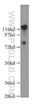 EMILIN1 Antibody in Western Blot (WB)