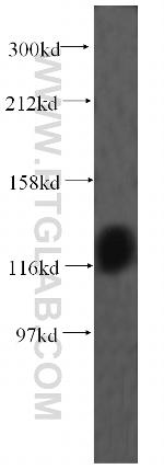 EMILIN1 Antibody in Western Blot (WB)