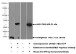 ERAB Antibody in Western Blot (WB)