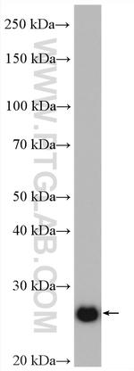 ERAB Antibody in Western Blot (WB)