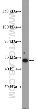 IFRD2 Antibody in Western Blot (WB)