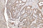 Hsc70 Antibody in Immunohistochemistry (Paraffin) (IHC (P))