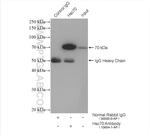 Hsc70 Antibody in Immunoprecipitation (IP)