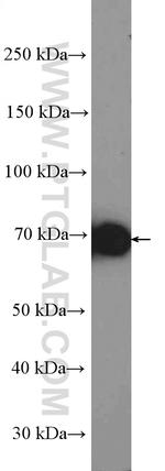 Hsc70 Antibody in Western Blot (WB)