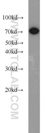 Hsc70 Antibody in Western Blot (WB)