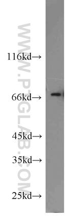 Hsc70 Antibody in Western Blot (WB)