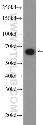 Hsc70 Antibody in Western Blot (WB)