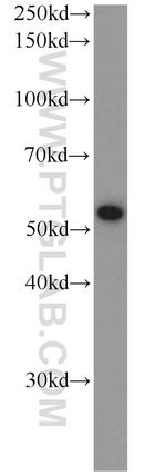 FKBP52 Antibody in Western Blot (WB)