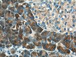 XPNPEP1 Antibody in Immunohistochemistry (Paraffin) (IHC (P))