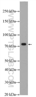 XPNPEP1 Antibody in Western Blot (WB)