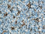 IL18 Antibody in Immunohistochemistry (Paraffin) (IHC (P))