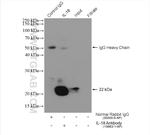 IL18 Antibody in Immunoprecipitation (IP)