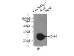 IL18 Antibody in Immunoprecipitation (IP)