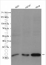 IL18 Antibody in Western Blot (WB)