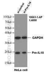 IL18 Antibody in Western Blot (WB)