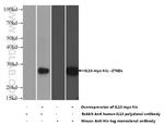 IL18 Antibody in Western Blot (WB)