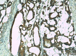 IL18 Antibody in Immunohistochemistry (Paraffin) (IHC (P))