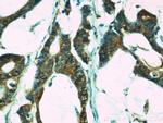 IL18 Antibody in Immunohistochemistry (Paraffin) (IHC (P))