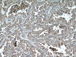 PRDX3 Antibody in Immunohistochemistry (Paraffin) (IHC (P))