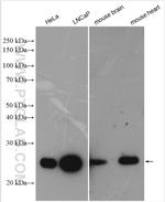 PRDX3 Antibody in Western Blot (WB)