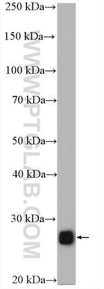 PRDX3 Antibody in Western Blot (WB)