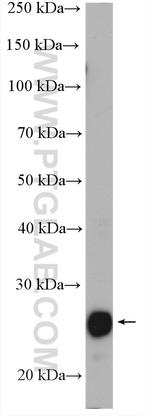 PRDX3 Antibody in Western Blot (WB)