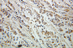 ING5 Antibody in Immunohistochemistry (Paraffin) (IHC (P))