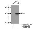 PMM2 Antibody in Immunoprecipitation (IP)