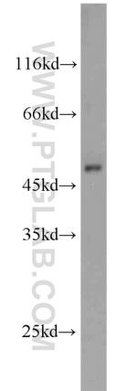 SCLY Antibody in Western Blot (WB)