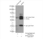 SPHK1 Antibody in Immunoprecipitation (IP)