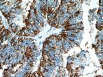 Protein C inhibitor Antibody in Immunohistochemistry (Paraffin) (IHC (P))