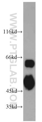 PAIP1 Antibody in Western Blot (WB)