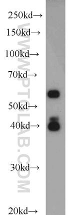 PAIP1 Antibody in Western Blot (WB)