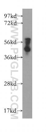 PAIP1 Antibody in Western Blot (WB)