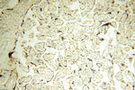 FABP3 Antibody in Immunohistochemistry (Paraffin) (IHC (P))