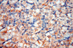 FABP3 Antibody in Immunohistochemistry (Paraffin) (IHC (P))