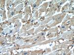 FABP3 Antibody in Immunohistochemistry (Paraffin) (IHC (P))